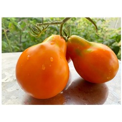 Томат Груша оранжевая 20 семян