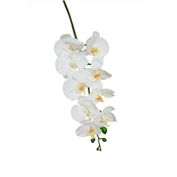 Орхидея фаленопсис "Жозель" (9 цветков) - 7 расцветок