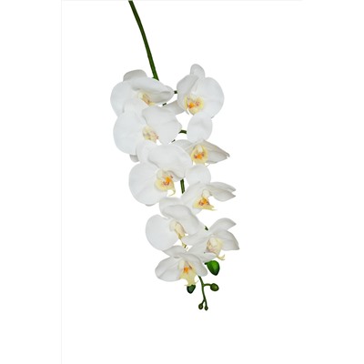 Орхидея фаленопсис "Жозель" (9 цветков) - 7 расцветок