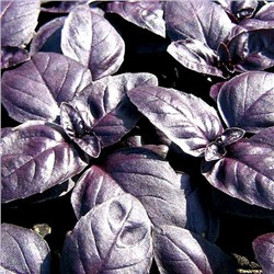 Базилик овощной Пурпурные звезды 0,5г