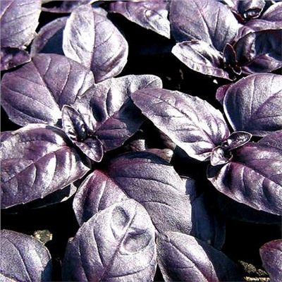Базилик овощной Пурпурные звезды 0,5г