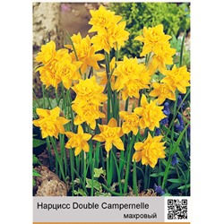 Нарцисс Double Campernelle