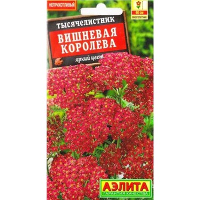 Тысячелистник Вишневая королева (Код: 7761)