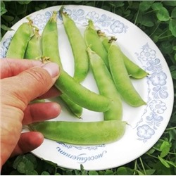 Горох Мангетоут Сладкая Сенсация - Mangetout Peas Sweet Sensation