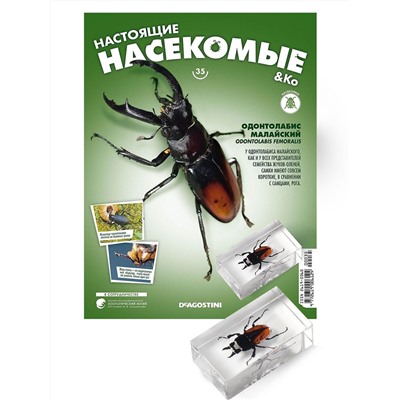 Журнал № 35 "Настоящие насекомые" (Одонтолабис малайский)