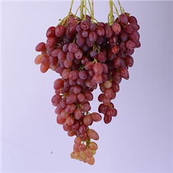Виноград плодовый Велес