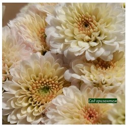Хризантема кустовая Calimero white