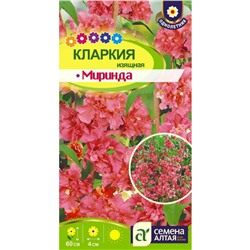 Цветы Кларкия Миринда изящная/Сем Алт/цп 0,3 гр.