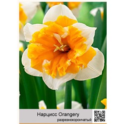 Нарцисс Orangery