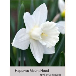 Нарцисс Mount Hood
