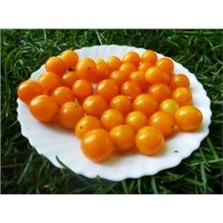 Томат Дикий — Оранжевый Виноград — Orange Grape Tress Tomato — Lycopersicon humboldtii