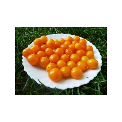 Томат Дикий — Оранжевый Виноград — Orange Grape Tress Tomato — Lycopersicon humboldtii