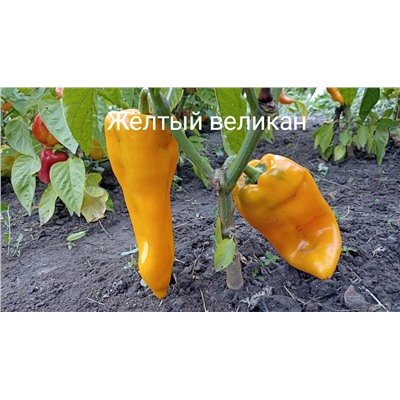 Жёлтый великан РАССАДА