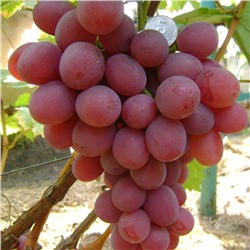 Виноград плодовый Анюта