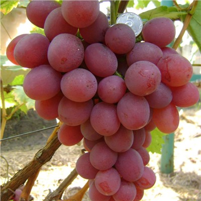 Виноград плодовый Анюта