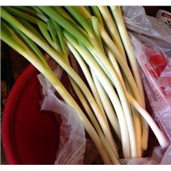 Лук На Зелень - Spring Onion