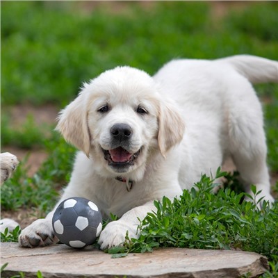 Игрушка пищащая для собак из латекса "Футбол", 7 см, серая