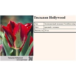 Тюльпан Hollywood