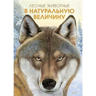 Лесные животные в натуральную величину. Хааг Х.