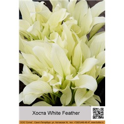Хоста White Feather белые с зелёными прожилками виридецентные листья