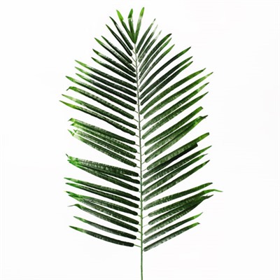 Лист пальмы, 100 см.