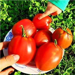 Помидоры Красавица Жигонда из Винодельни Жонкуа - Gigondas Belle Du Joncuas Tomato