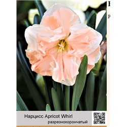 Нарцисс Apricot Whirl