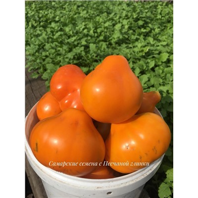 Томат Груша оранжевая 20 семян