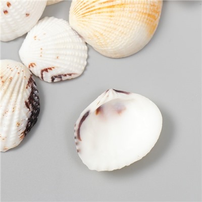 Декоративные ракушки "Venus Clam" 20 шт