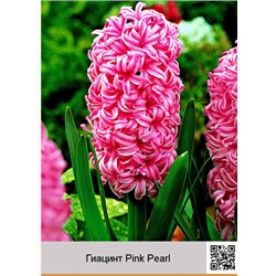 Гиацинт Pink Pearl