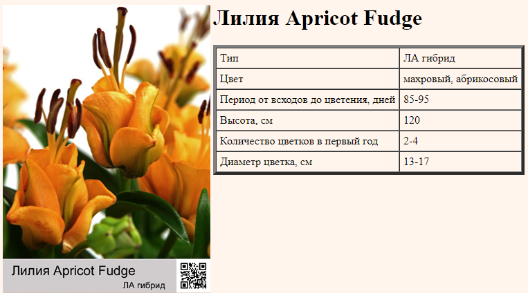 Лилия apricot fudge фото и описание