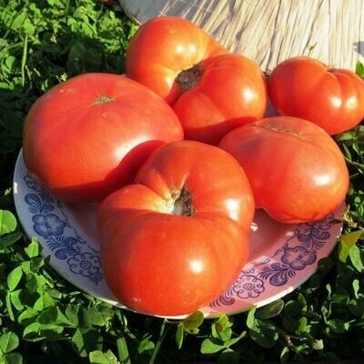 Помидоры Гном Розелла Гигант - Giant Dwarf Rosella Tomato