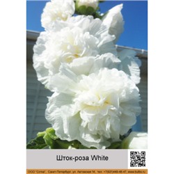Шток-роза White