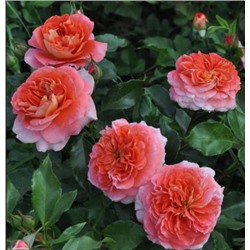Роза Приёр дё Сан-Косм (Prieure de St Cosme)