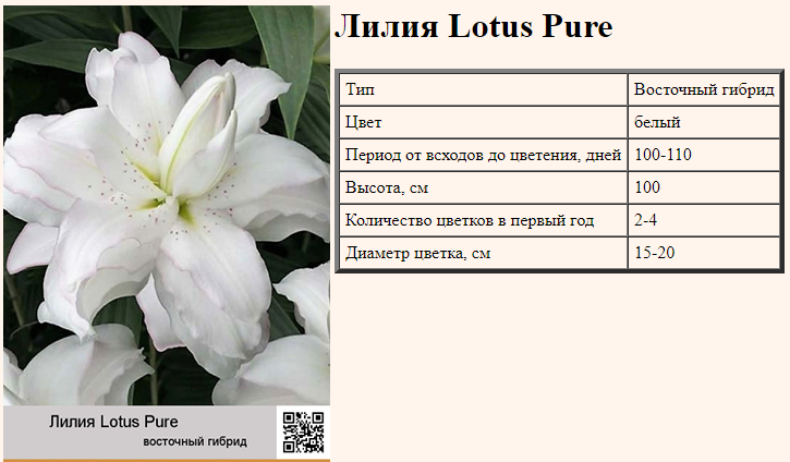 Лилия lotus breeze фото и описание