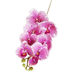 Орхидея Фаленопсис "Клеопатра" (8 цветков)