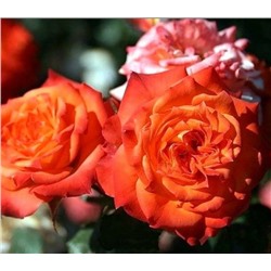 Роза Мандарино (Mandarin)