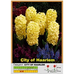 Гиацинт City of Harlem