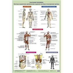 Анатомия человека. Костная, мышечная, кровеносная системы и внутренние органы. Самусев Р.П.