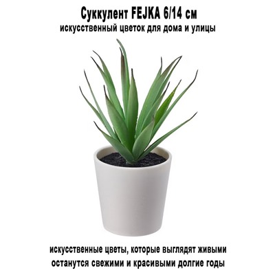 Суккулент FEJKA 6-14 см