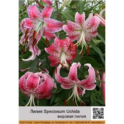 Лилия Speciosum Uchida