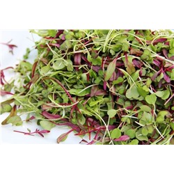 Микрозелень Базилик Ароматный салат, смесь