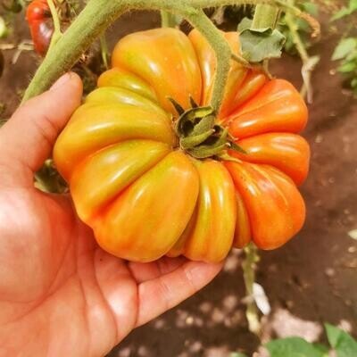 Помидоры Марманд от Мадам Гарньер из Парижа - MARMANDE GARNIER Tomatoes