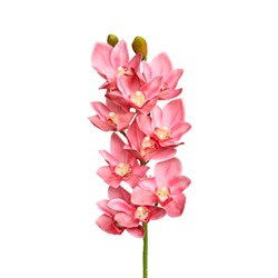 Орхидея Цимбидиум 3D