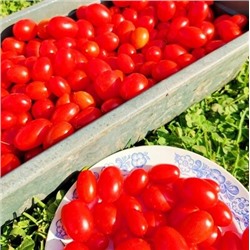Помидоры Черри Сумасшедшие Красные Ягоды - Red Berries Crazy Cherry Tomato