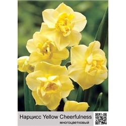 Нарцисс Yellow Cheerfulness