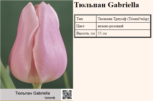 Тюльпан габриэлла фото и описание