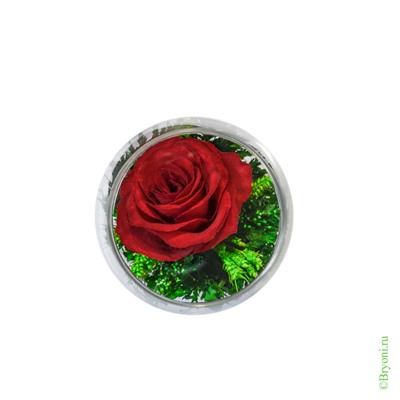 Композиция из красной розы (арт. GSR2) в подарочной упаковке