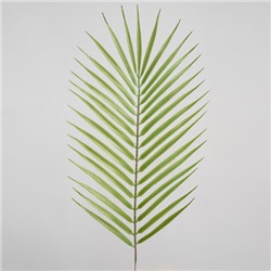 Лист пальмы, 53 см. (Лист пальмы Арека)