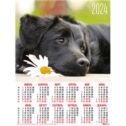Календари листовые 10 штук A2 2024 Собаки. Собачка с ромашкой 31029